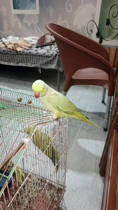 talking and tam male and female simple hy breeder pair for sale hy
