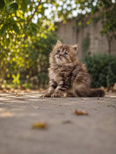 cats sale
