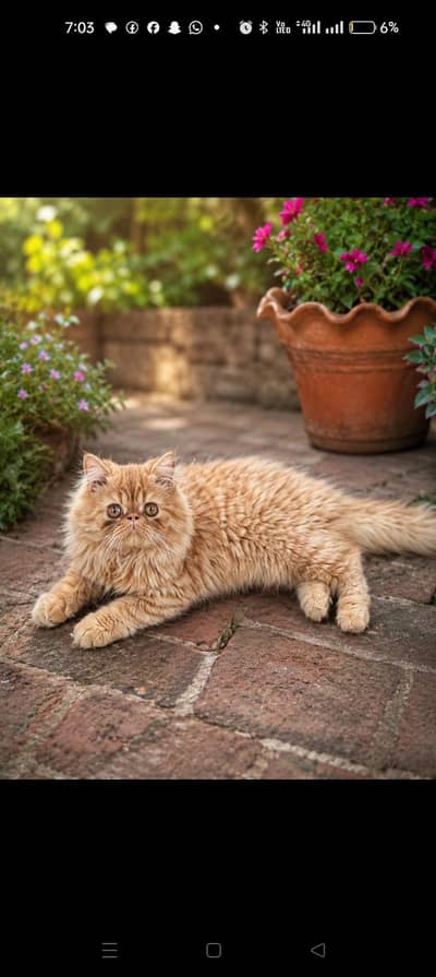 cats sale