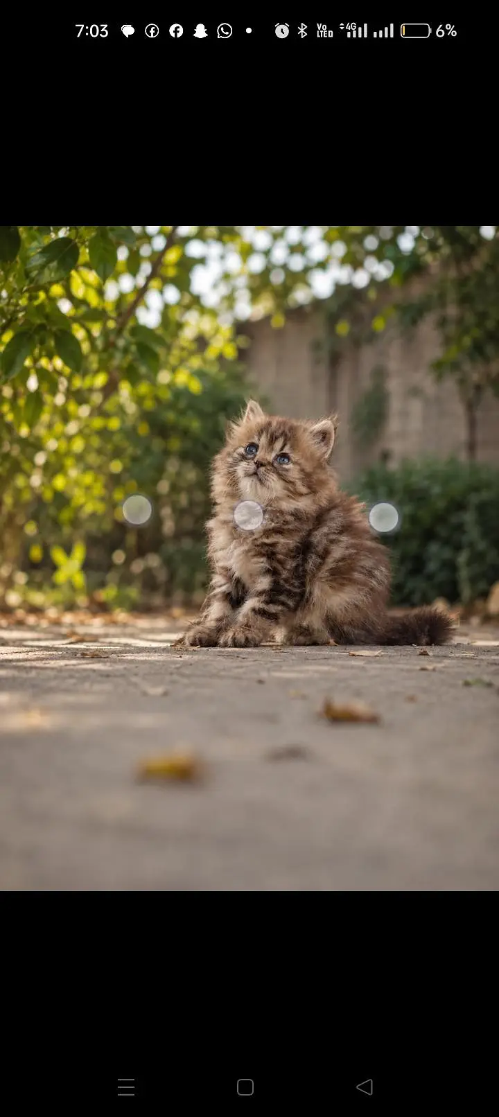 cats sale — photo 2