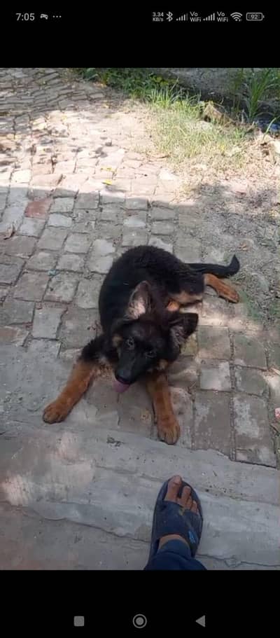 German shepherd