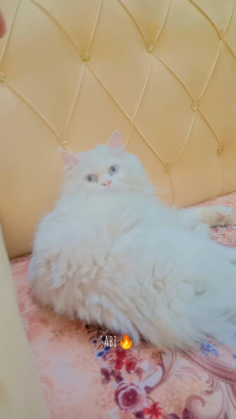 cats. 1