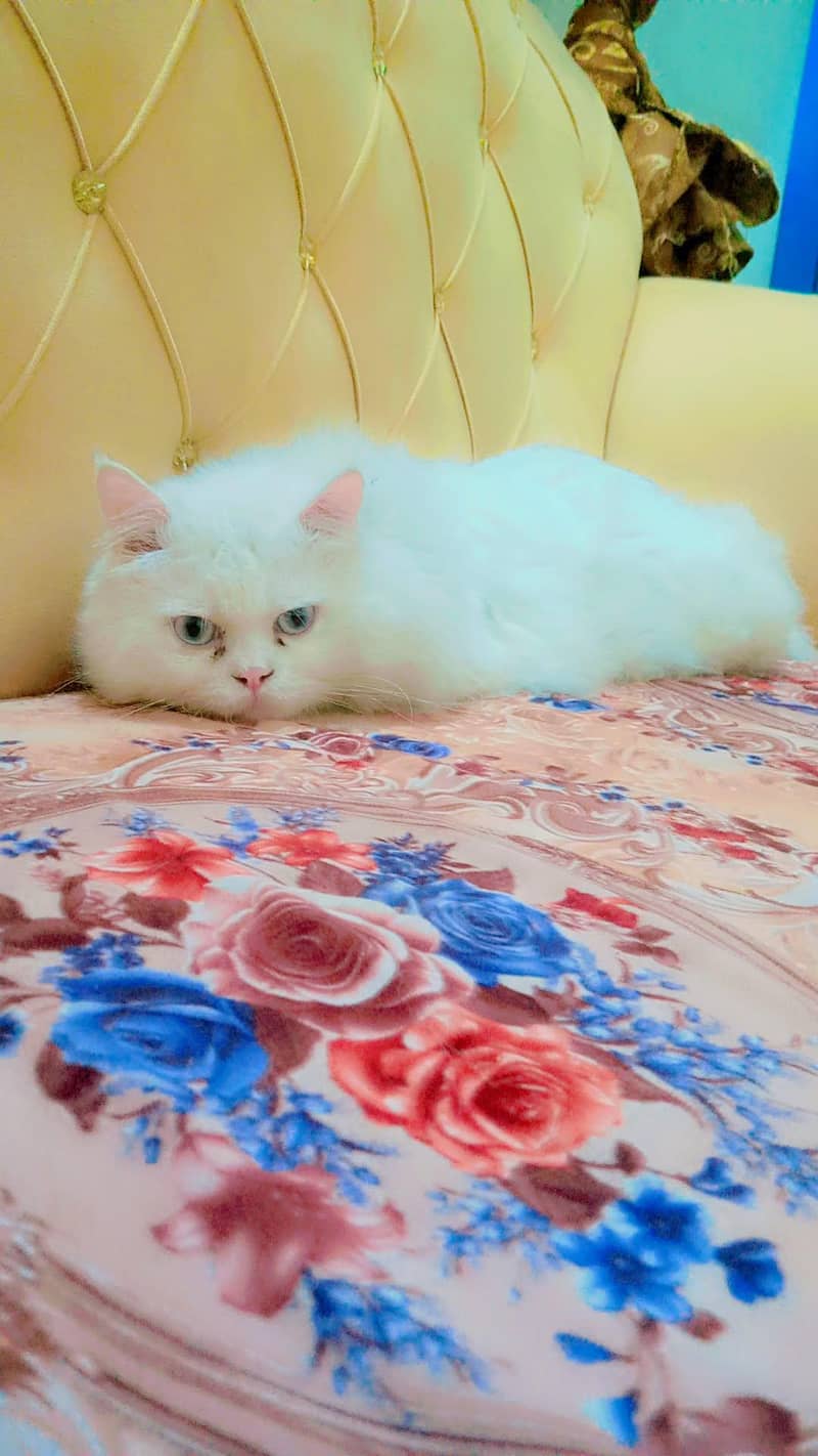 cats. 2