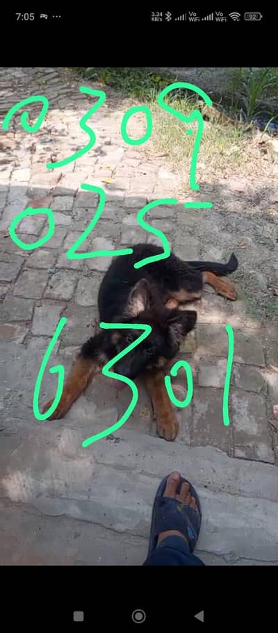 German shepherd