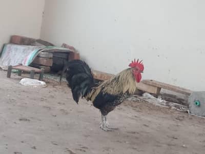 Active & Healthy Desi Hen Set (6 Murgiyan + 2 Murghay) - Egg Laying
