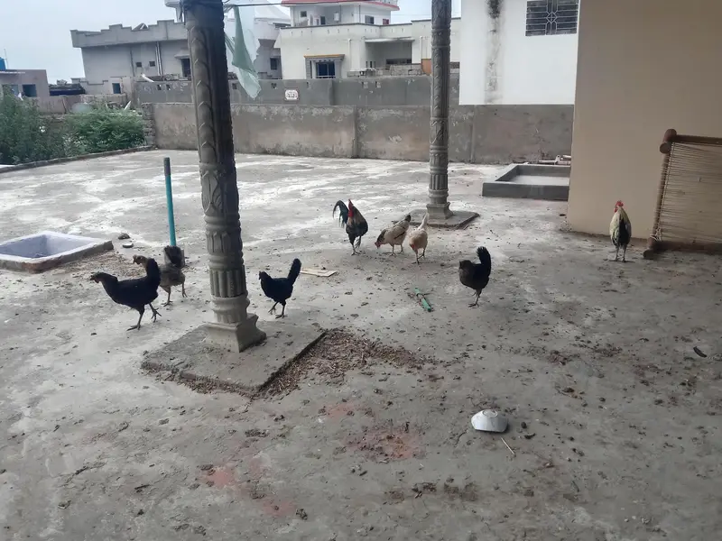 Active & Healthy Desi Hen Set (6 Murgiyan + 2 Murghay) - Egg Laying — photo 2