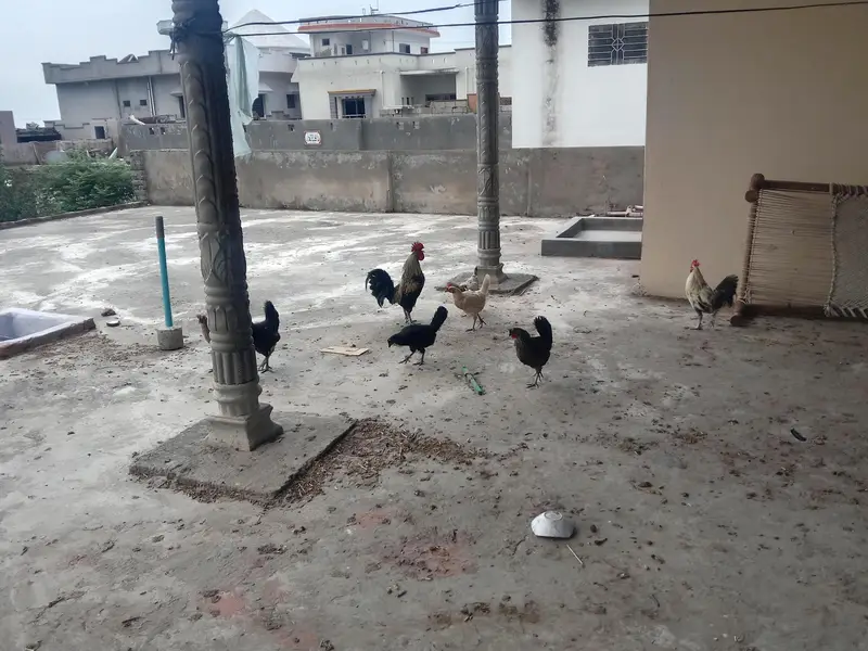 Active & Healthy Desi Hen Set (6 Murgiyan + 2 Murghay) - Egg Laying — photo 3