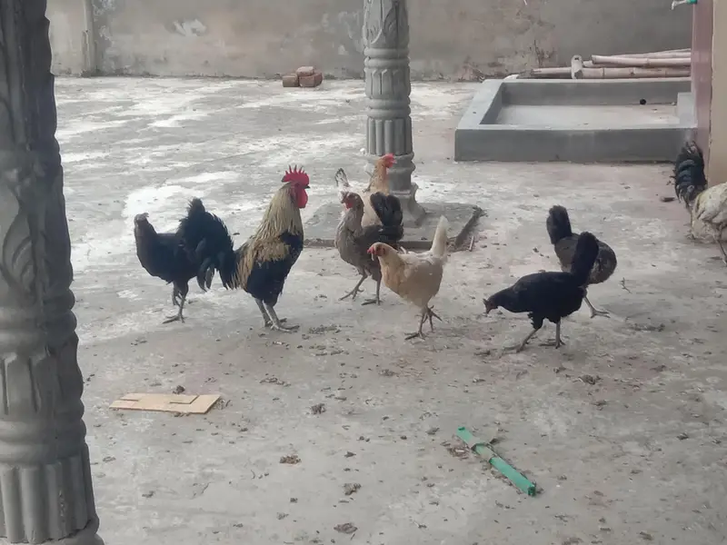 Active & Healthy Desi Hen Set (6 Murgiyan + 2 Murghay) - Egg Laying — photo 4