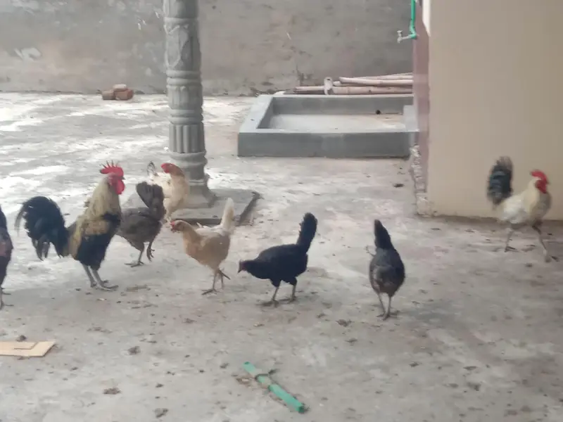 Active & Healthy Desi Hen Set (6 Murgiyan + 2 Murghay) - Egg Laying — photo 5