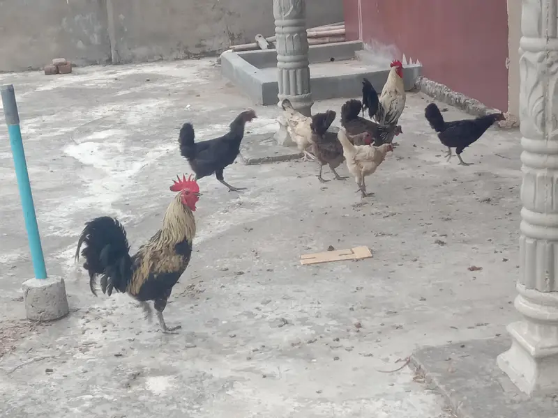 Active & Healthy Desi Hen Set (6 Murgiyan + 2 Murghay) - Egg Laying — photo 6