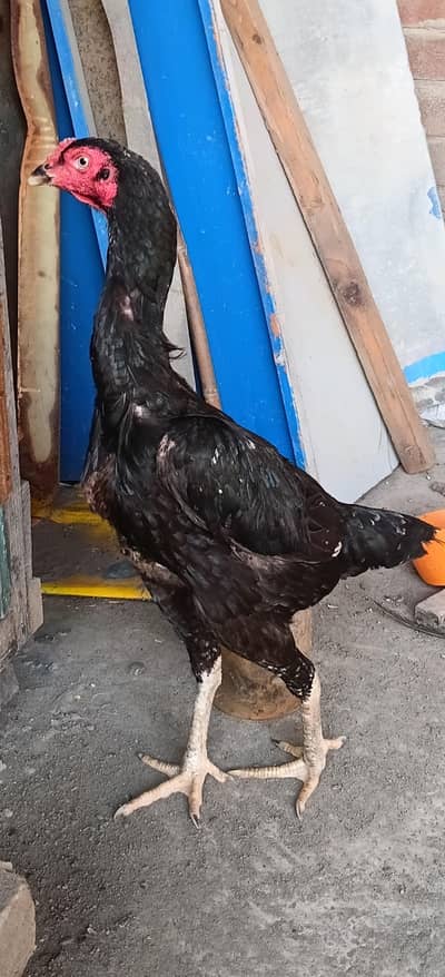 shamo thai cross black female