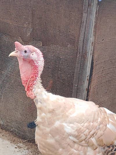 Turkey male young breeding bird