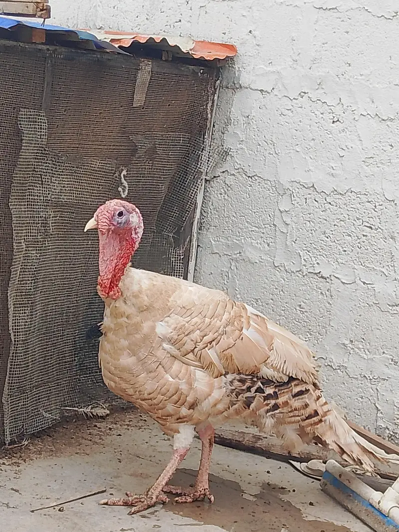Turkey male young breeding bird — photo 2