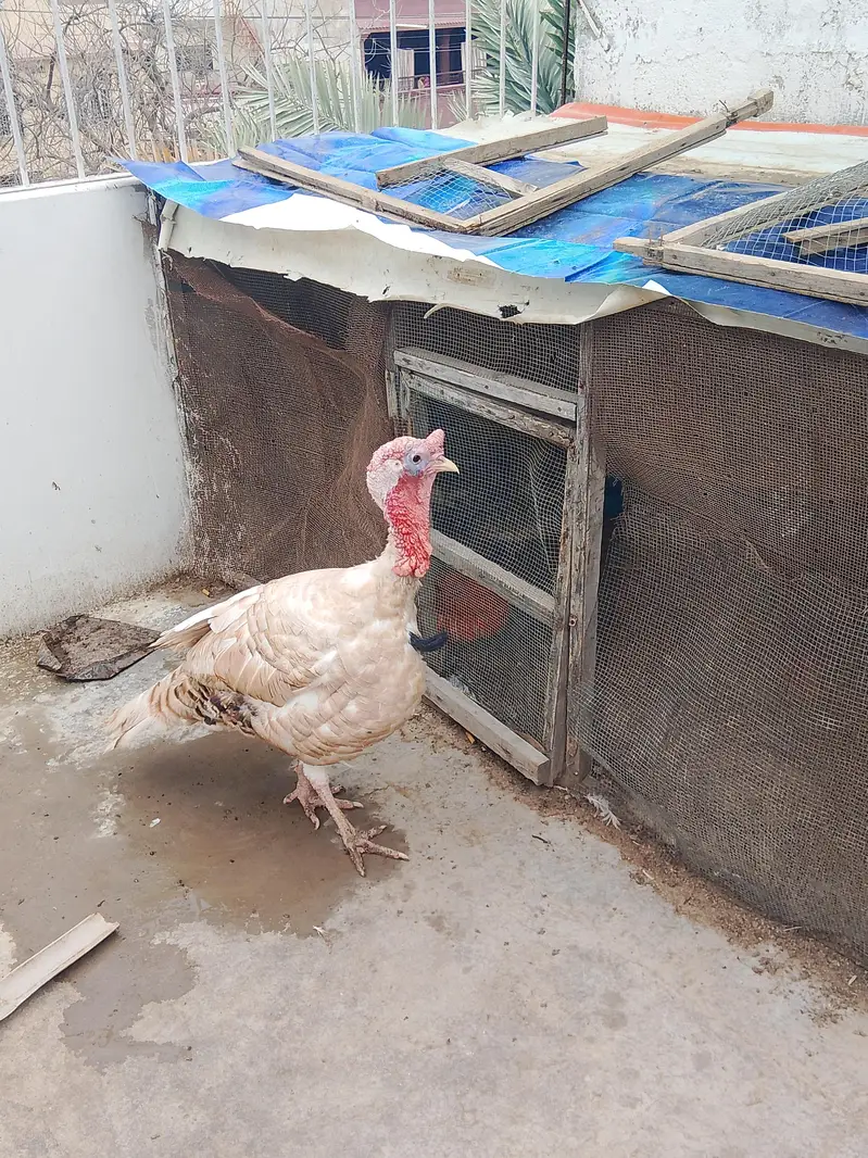 Turkey male young breeding bird — photo 3