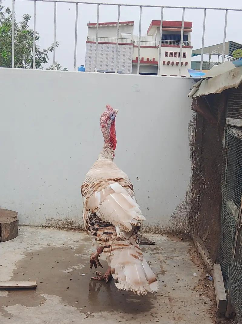 Turkey male young breeding bird — photo 4