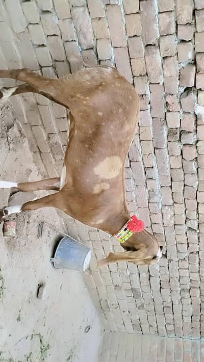 piuer dasi shara print phuth 2 dant