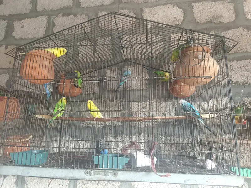 Budgie's Breeder Pairs — photo 2