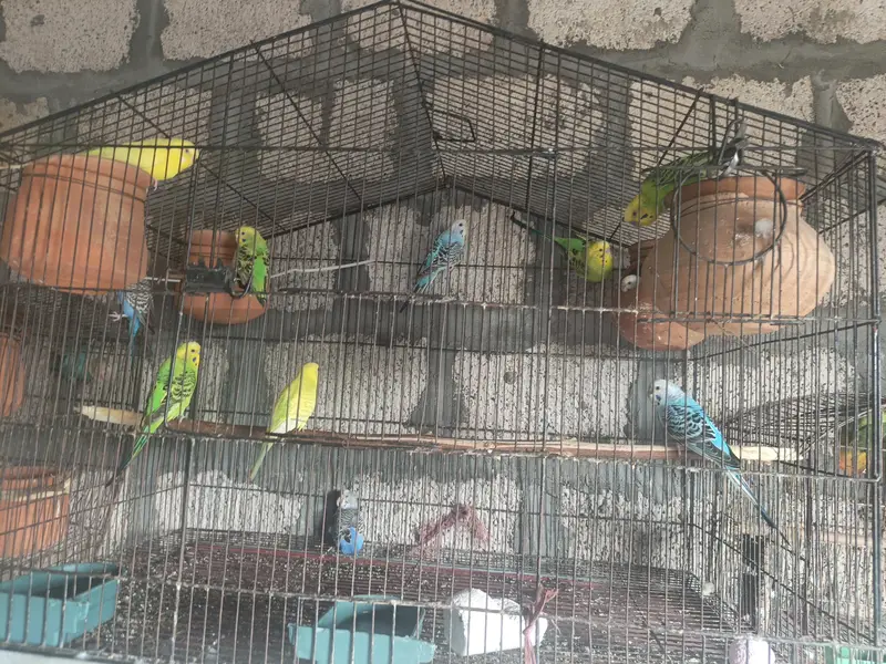 Budgie's Breeder Pairs — photo 3