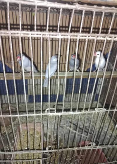 4 piece java for sale without cage