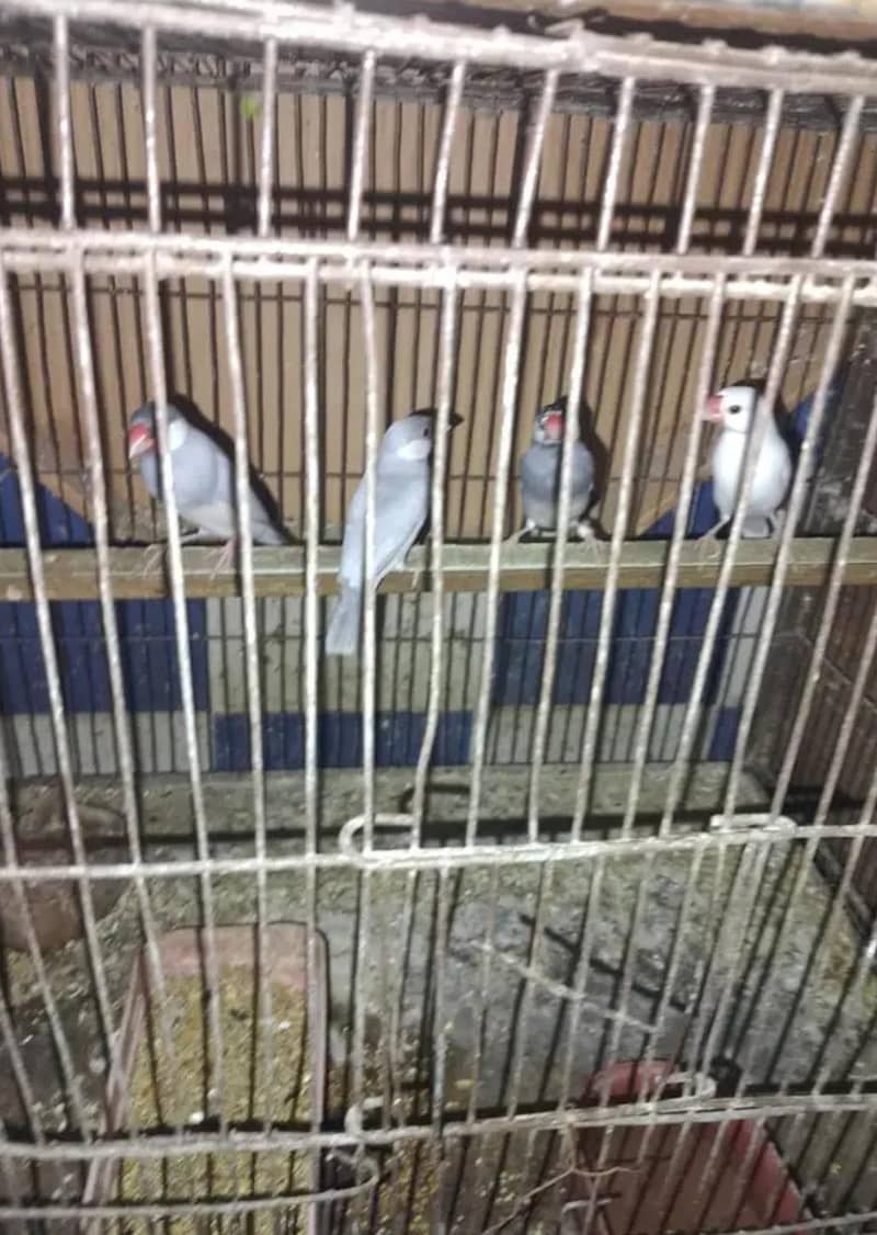 4 piece java for sale without cage 0