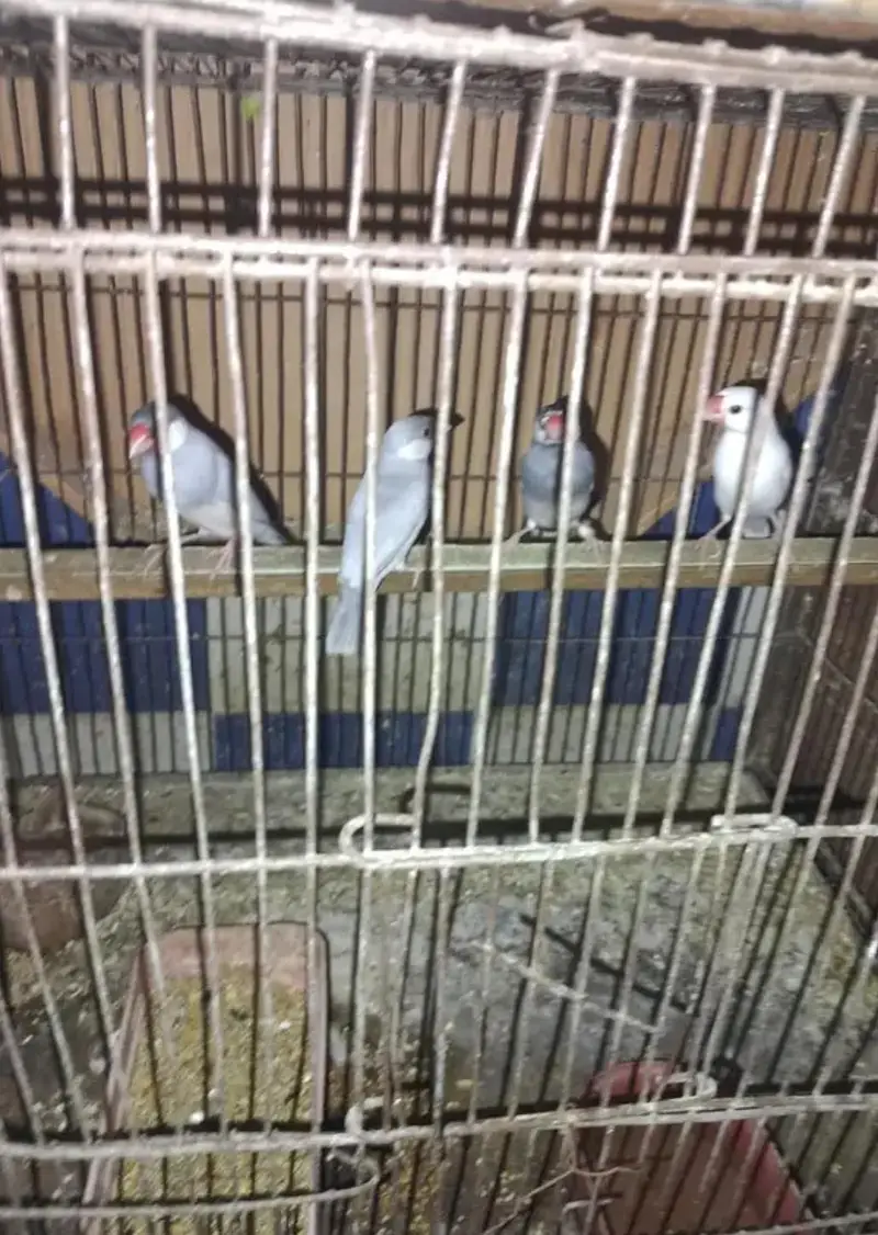 4 piece java for sale without cage