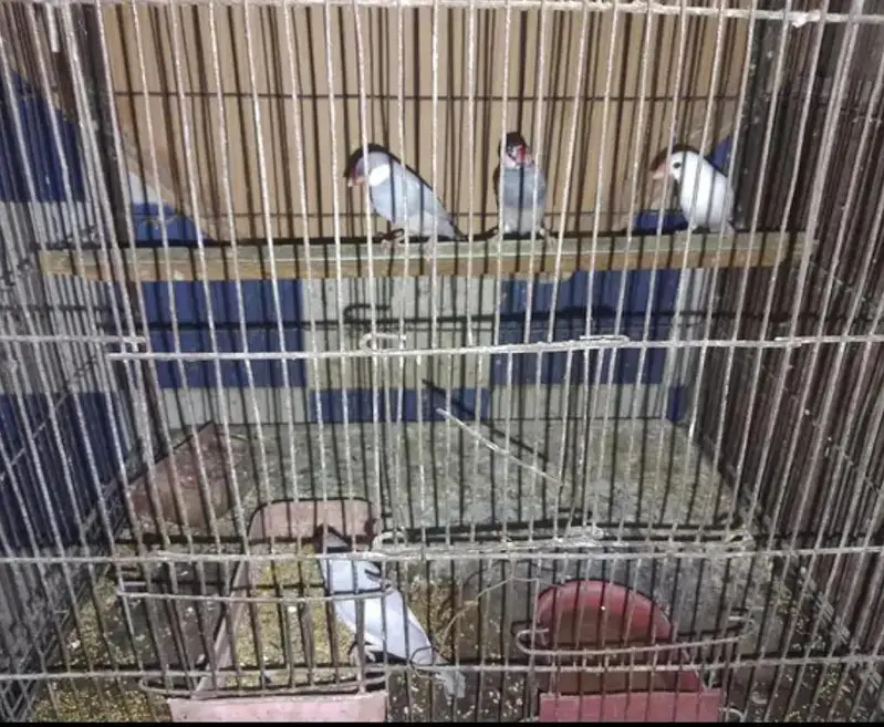 4 piece java for sale without cage — photo 2