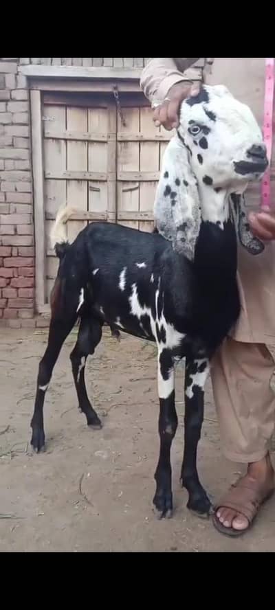 Amratsari kalla daba male goat bakra