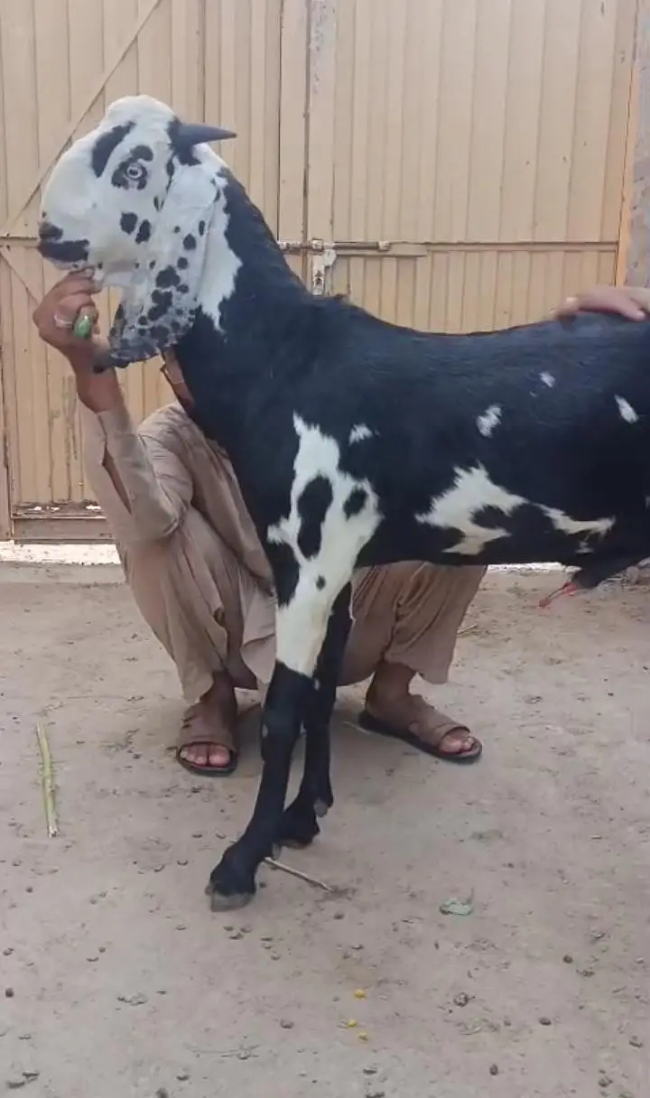 Amratsari kalla daba male goat bakra — photo 2