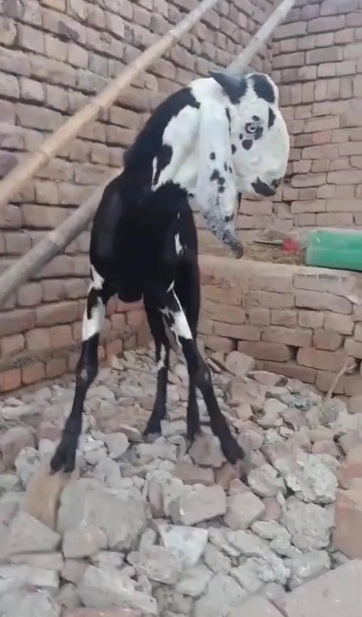 Amratsari kalla daba male goat bakra — photo 3