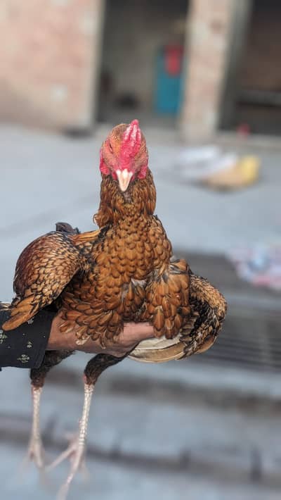 male and female. contact with 03014141962