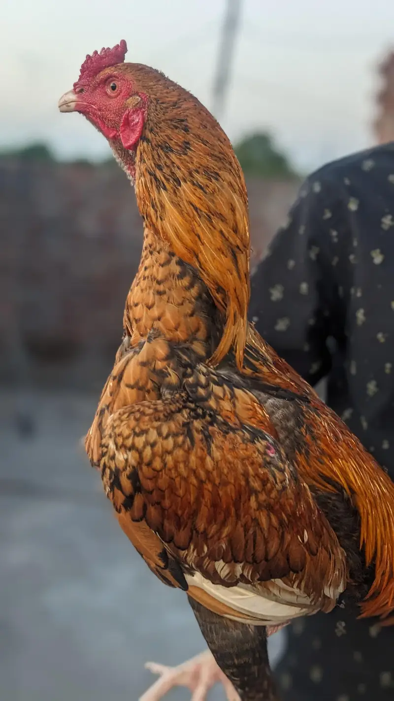 male and female. contact with 03014141962 — photo 3