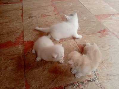 good whitewhite/brown  kitten