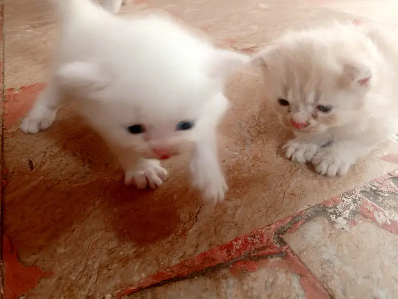 good whitewhite/brown  kitten — photo 2