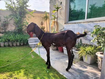 Desi Bakri
