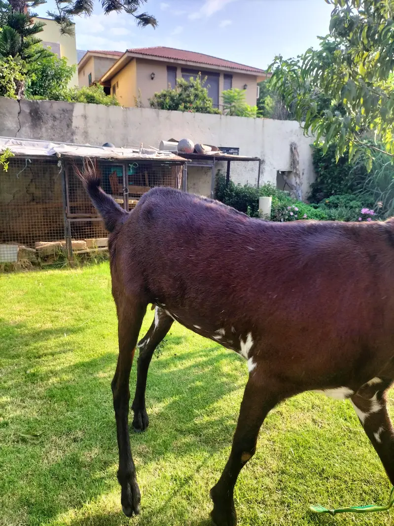 Desi Bakri — photo 2