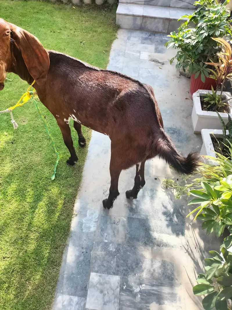 Desi Bakri — photo 3