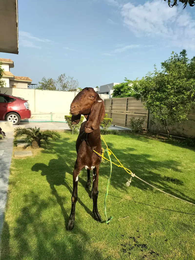 Desi Bakri — photo 4