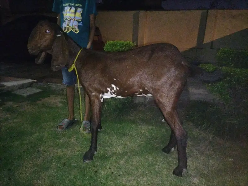 Desi Bakri — photo 5