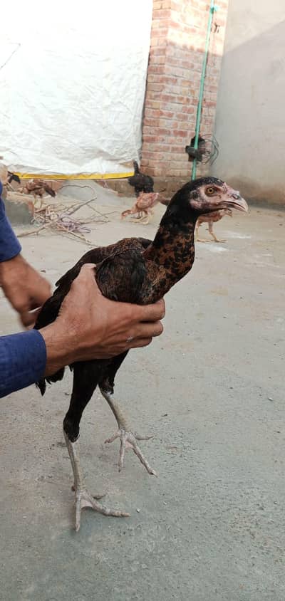 Pakistani aseel breed
