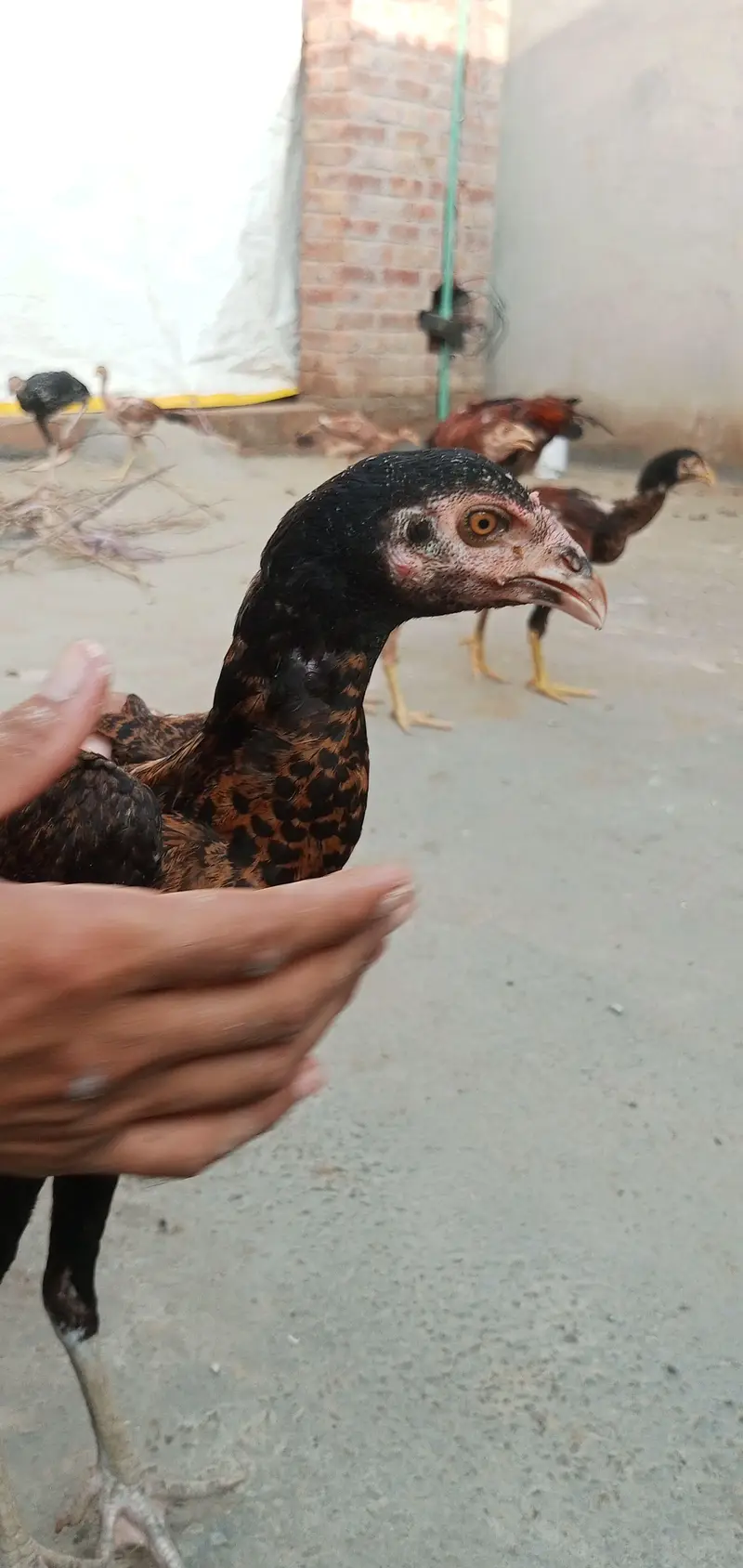 Pakistani aseel breed — photo 2