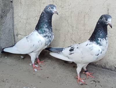Teddy Pigeons