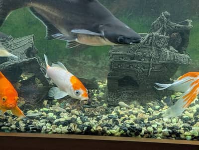blue line shark gold fish whipper fish etc