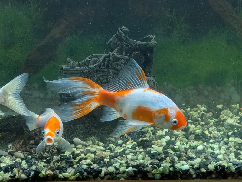 blue line shark gold fish whipper fish etc — photo 2