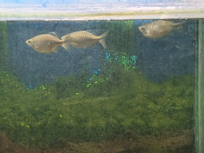 blue line shark gold fish whipper fish etc — photo 3