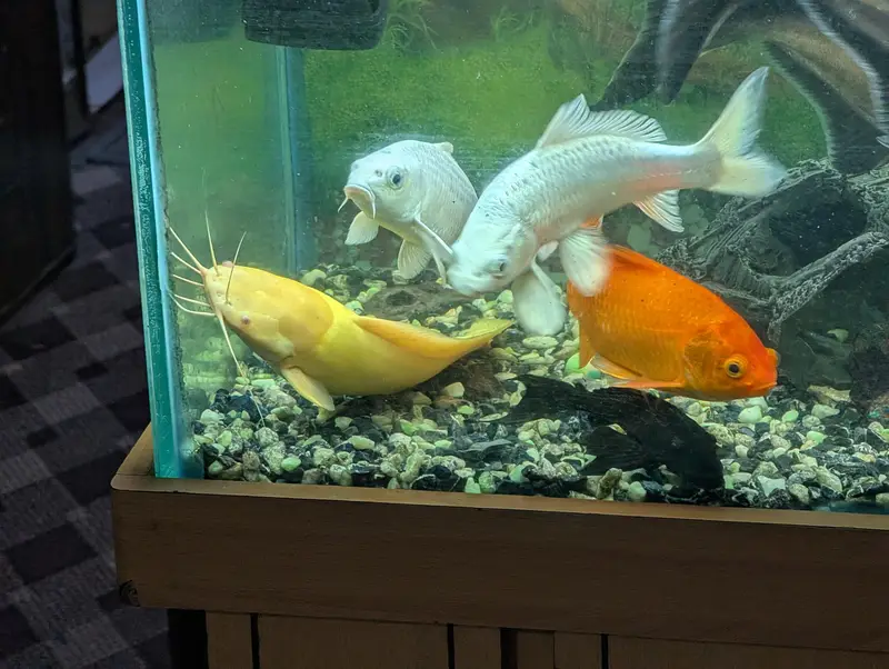 blue line shark gold fish whipper fish etc — photo 4