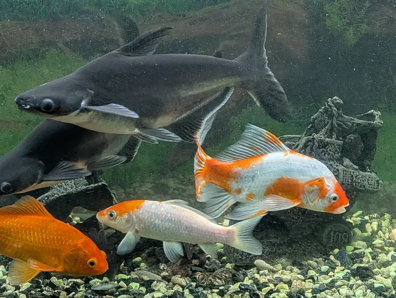 blue line shark gold fish whipper fish etc — photo 5