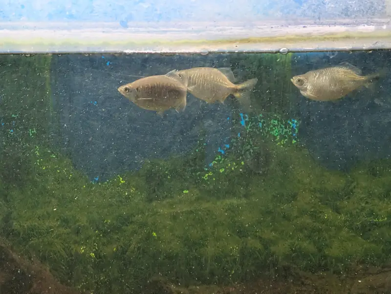 blue line shark gold fish whipper fish etc — photo 6
