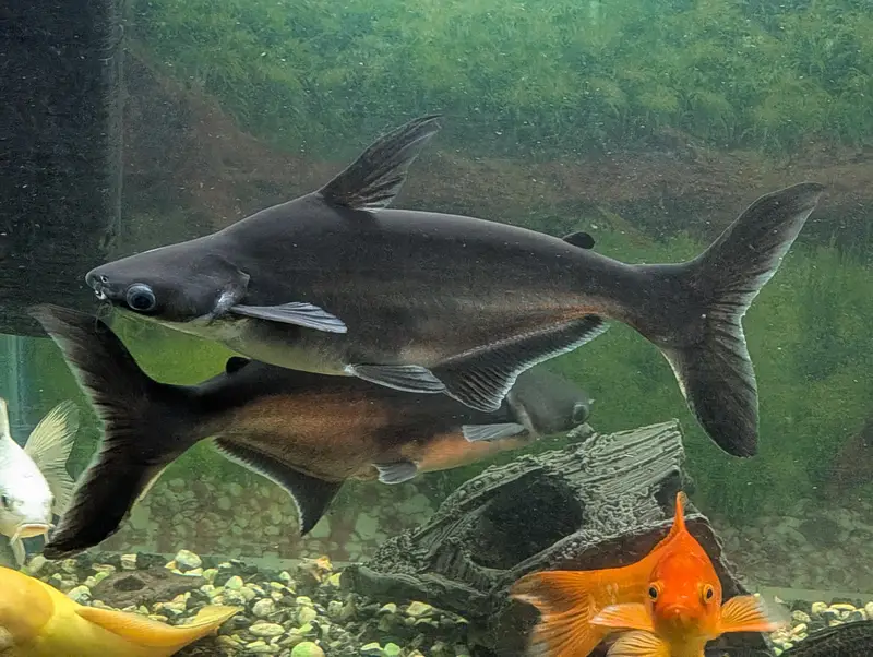 blue line shark gold fish whipper fish etc — photo 7