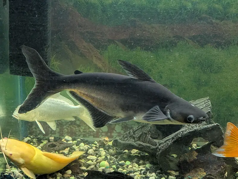 blue line shark gold fish whipper fish etc — photo 8
