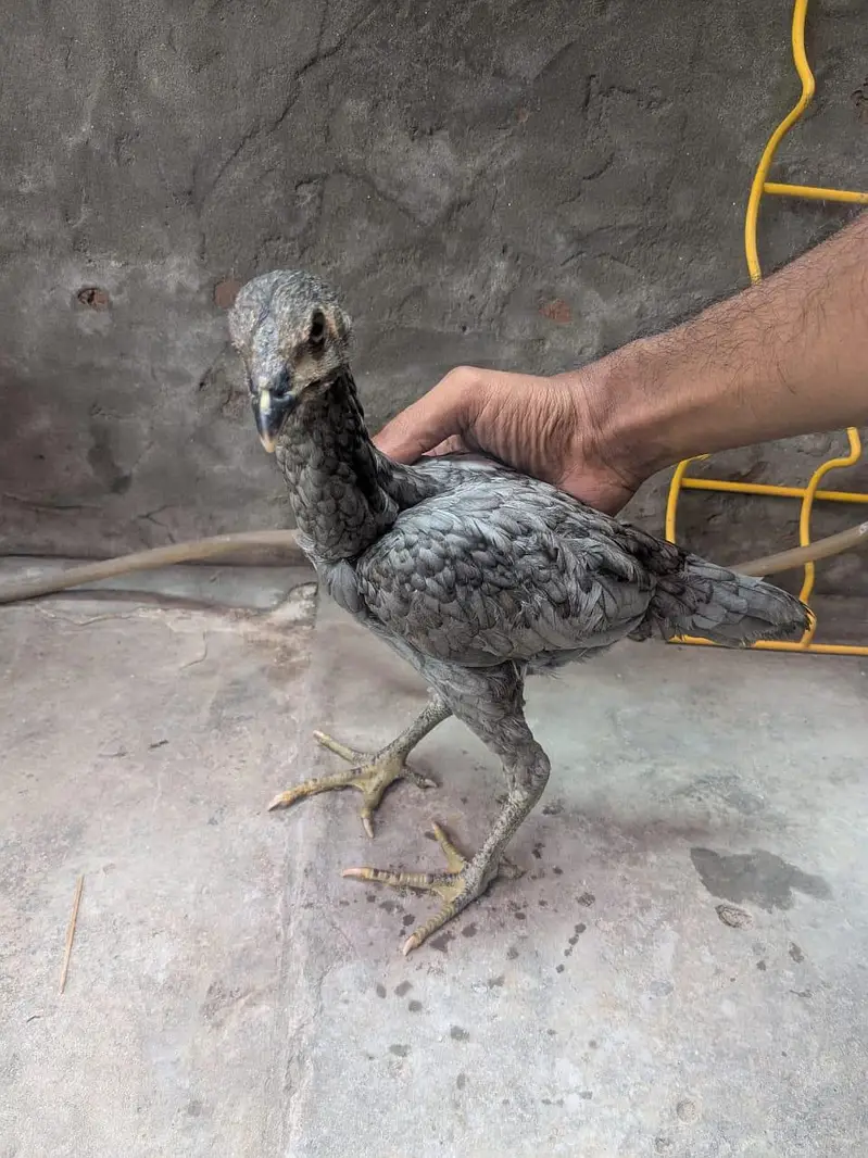 aseel male and females age different — photo 2